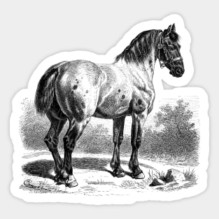 HORSE Vintage Black & White Illustration Sticker